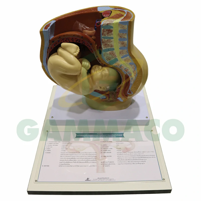 Human female reproductive system With fetus