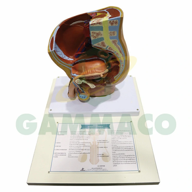 Human male reproductive system (Wood Base)