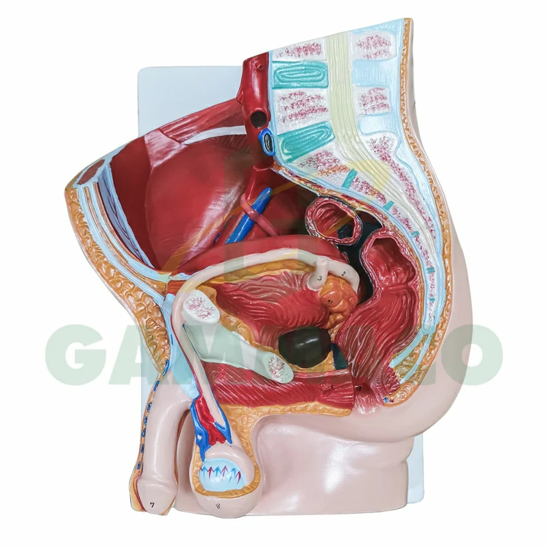 Human Male Reproductive System (Plastic Base)