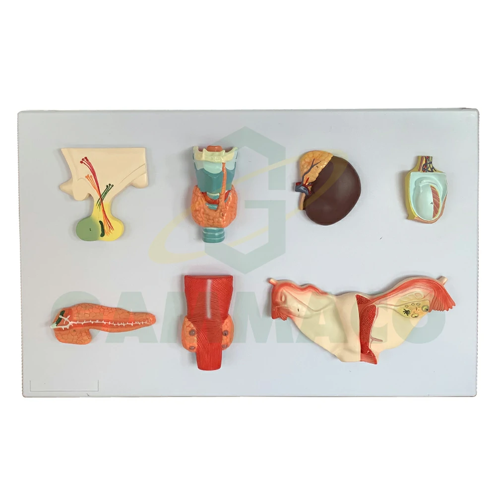 Endocrine Organ Model