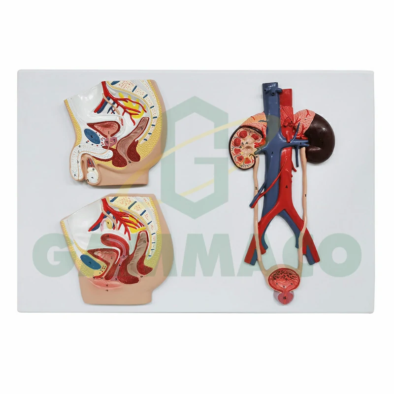 Human Male Urinary and Reproductive System