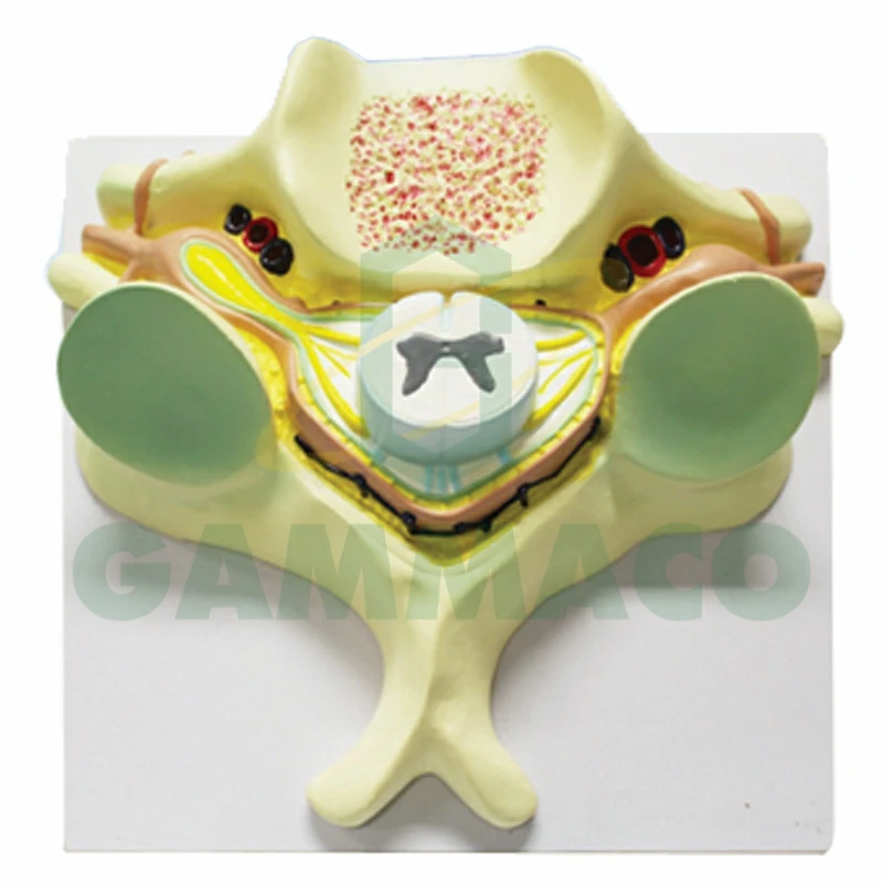 Human Vertebral column Model
