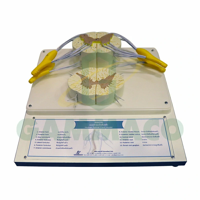 Human spinal cord model (Wood Base)