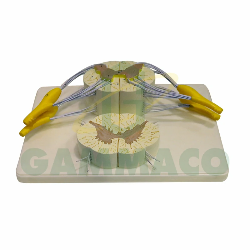 Human Spinal Cord Model (Plastic Base)