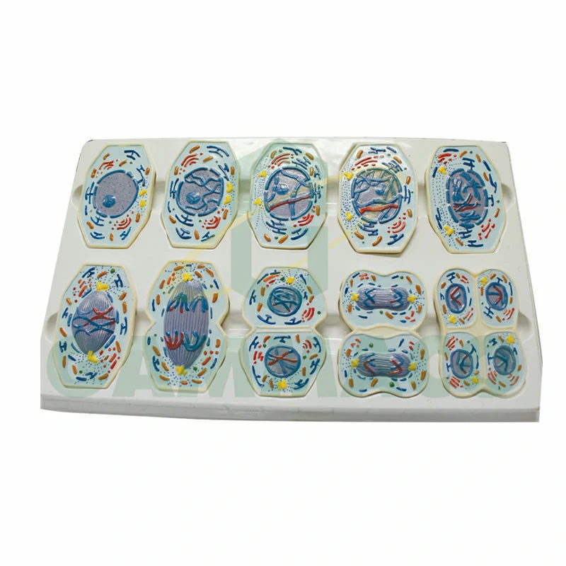 Meiosis in Animal Cell