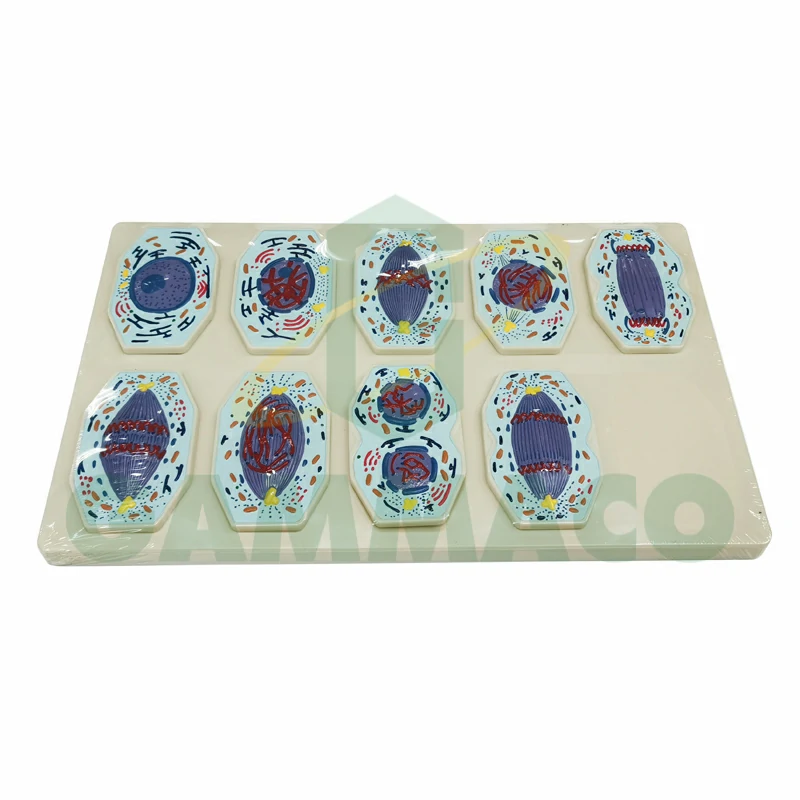 Metosis in Animal Cell