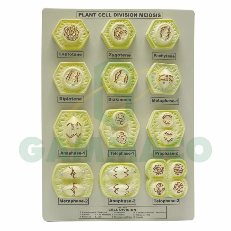 Meiosis in Plant Cell