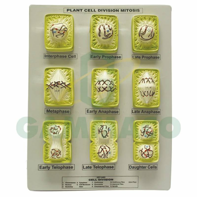 Mitosis in Plant Cell