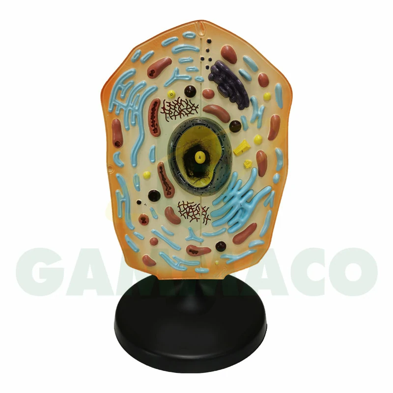 Animal Cell Model