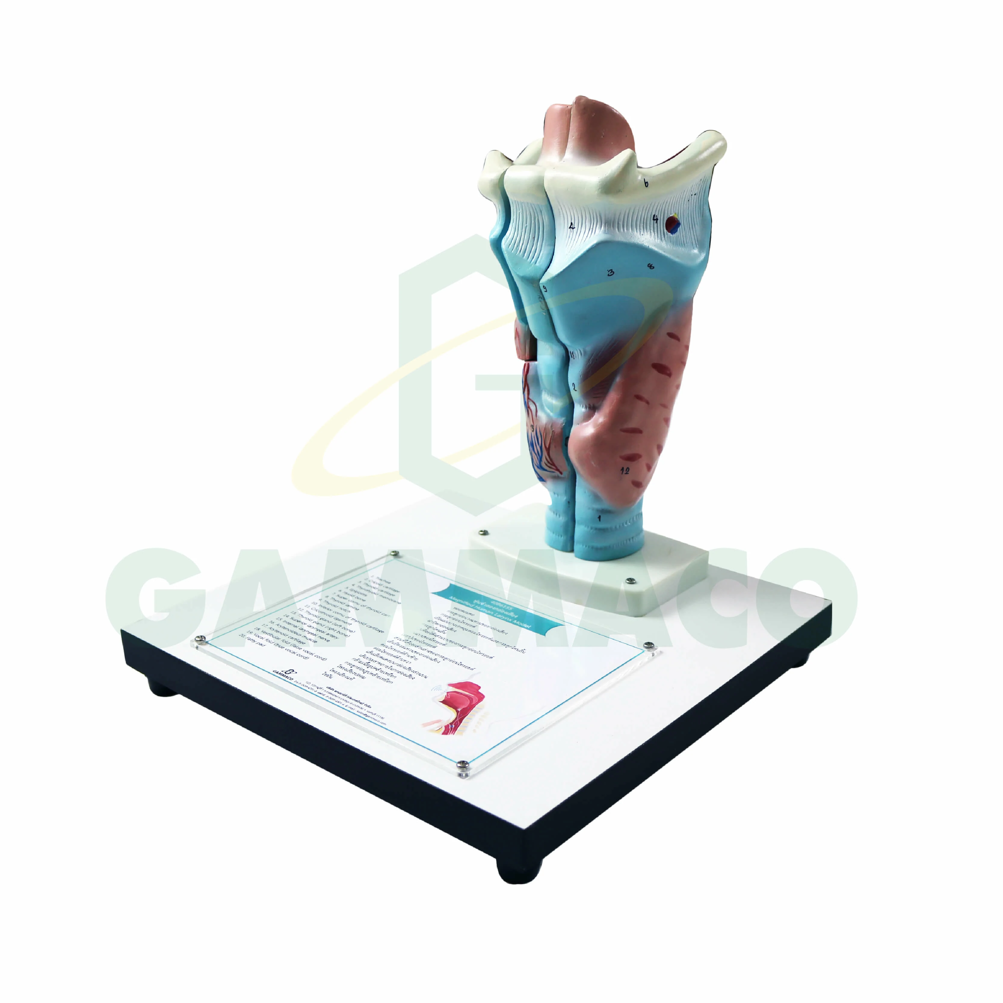 Magnified human larynx model