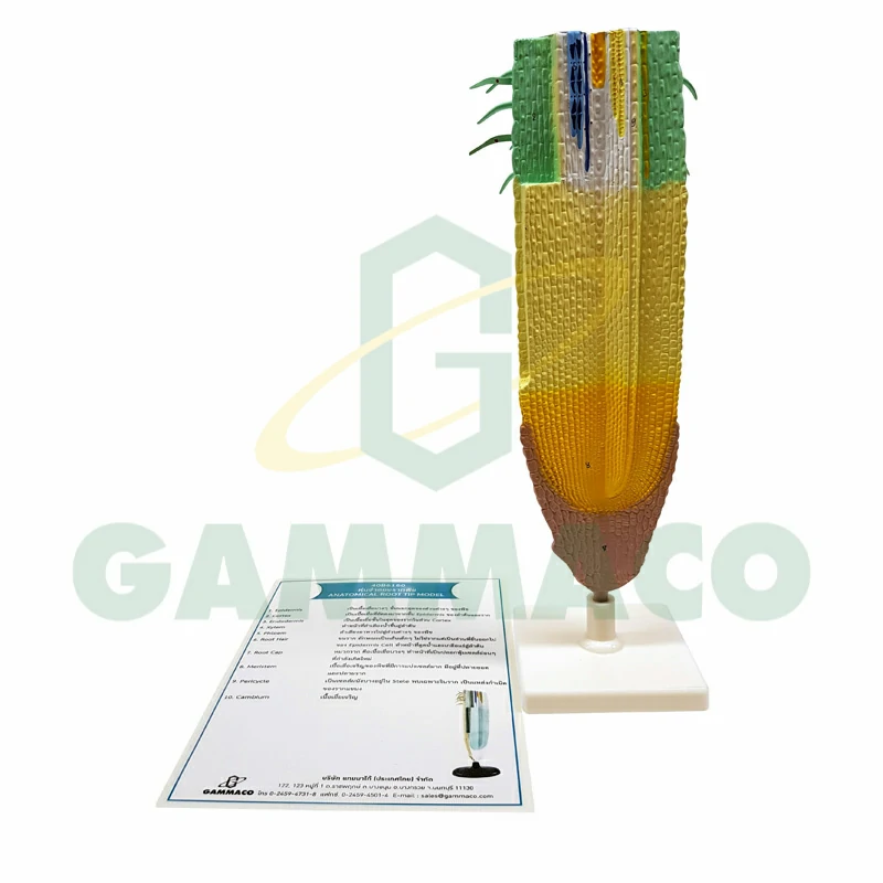 Anatomical root tip model