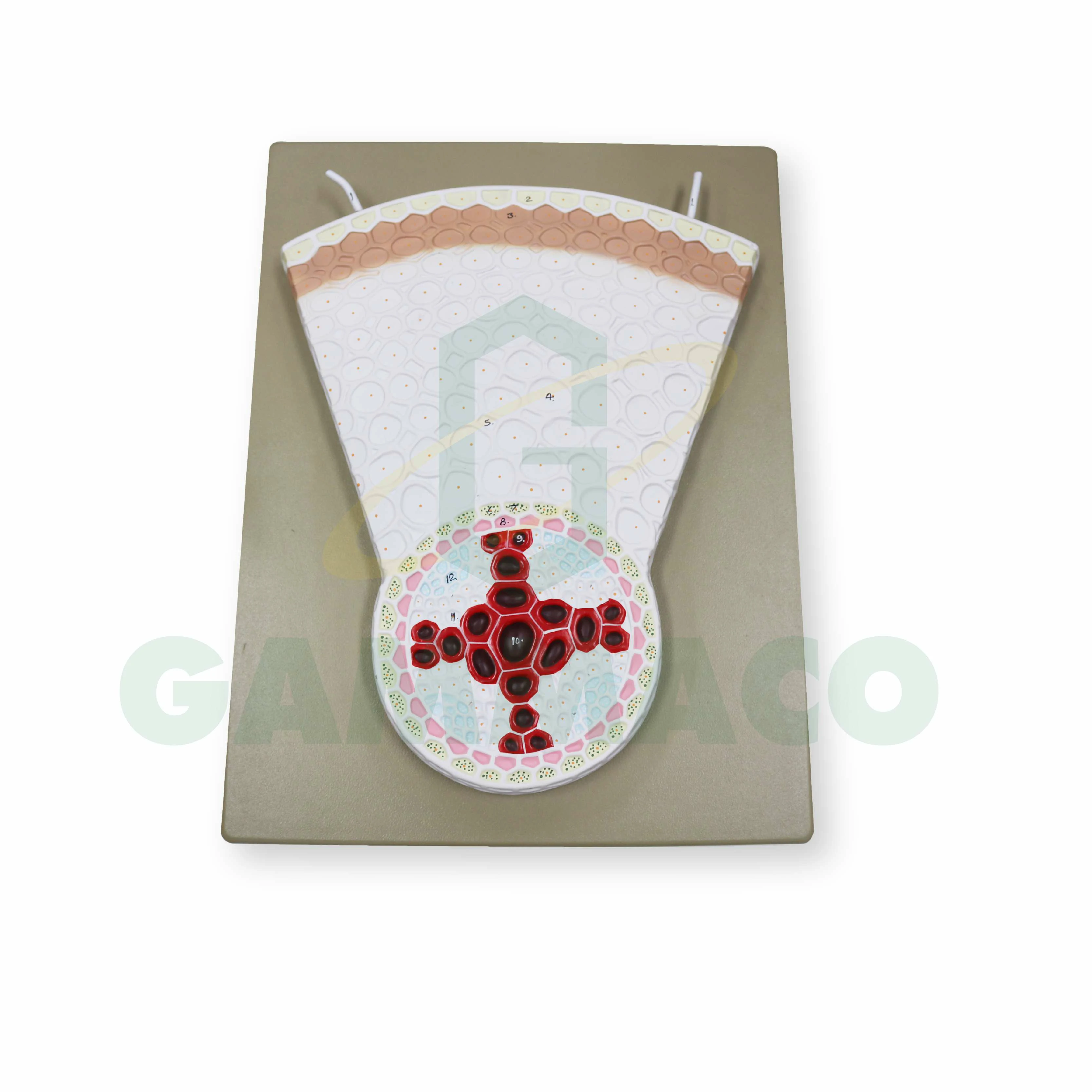 Cotyledon root structure model