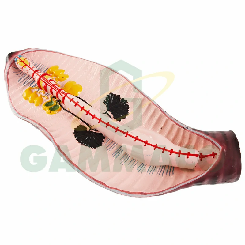 Anatomical & Magnified Earthworm Model