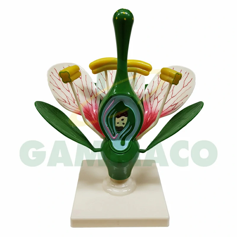 Typical Flower Dissectable