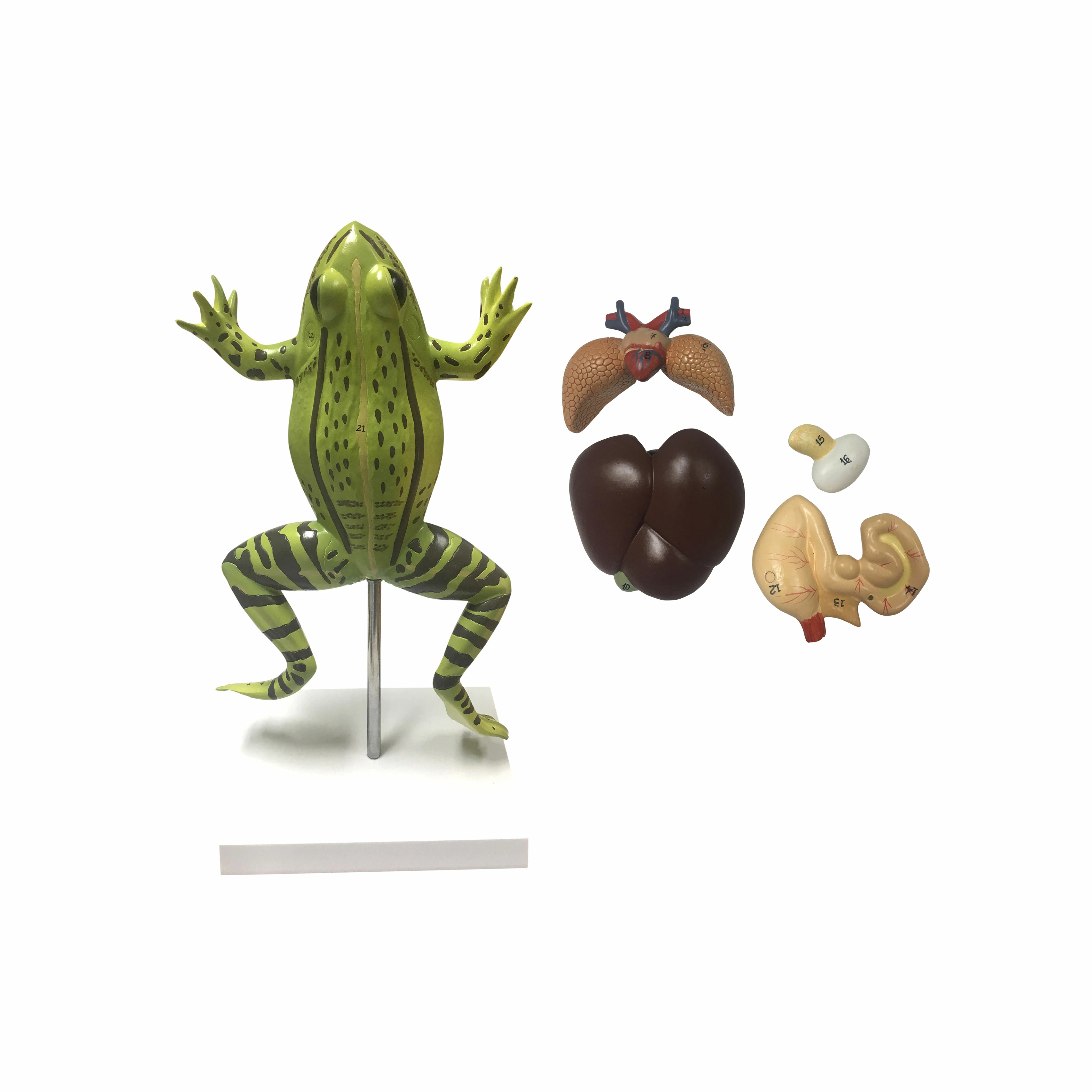 Frog model