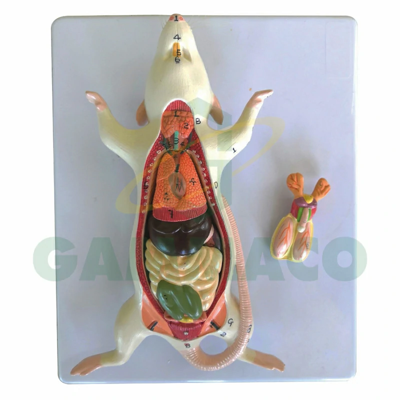 Rat Dissection Model