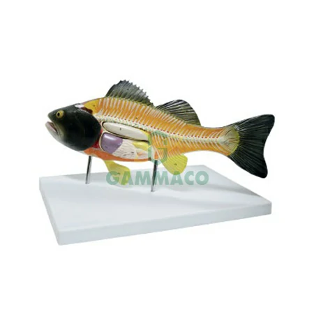 Fish Model