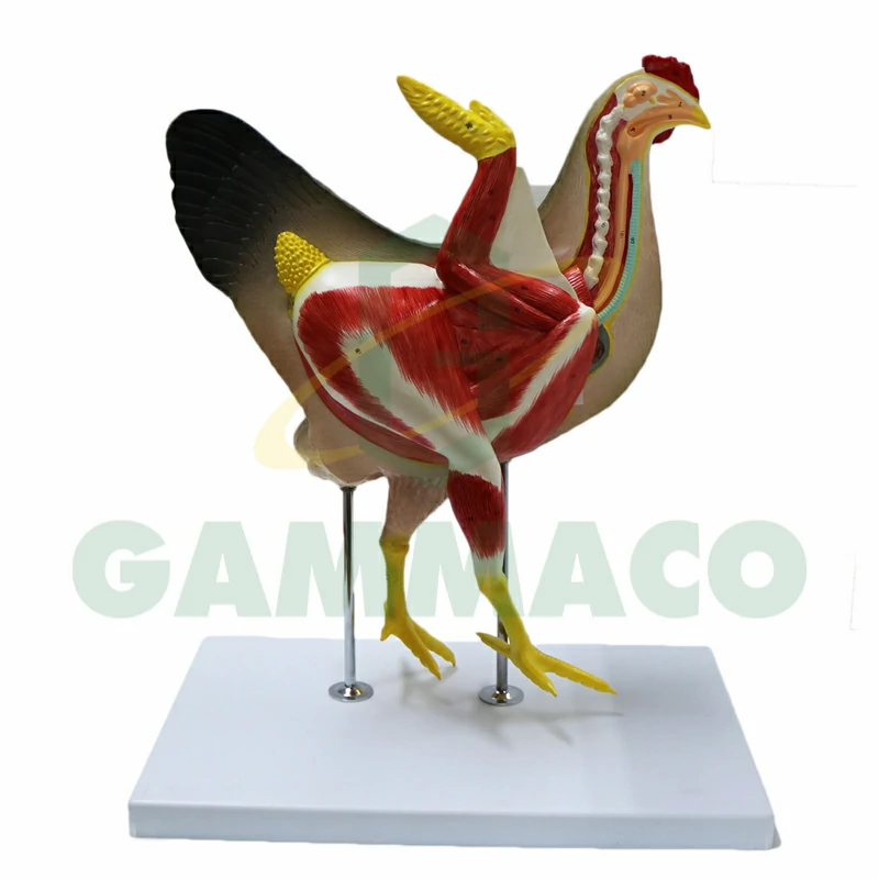 Hen Model
