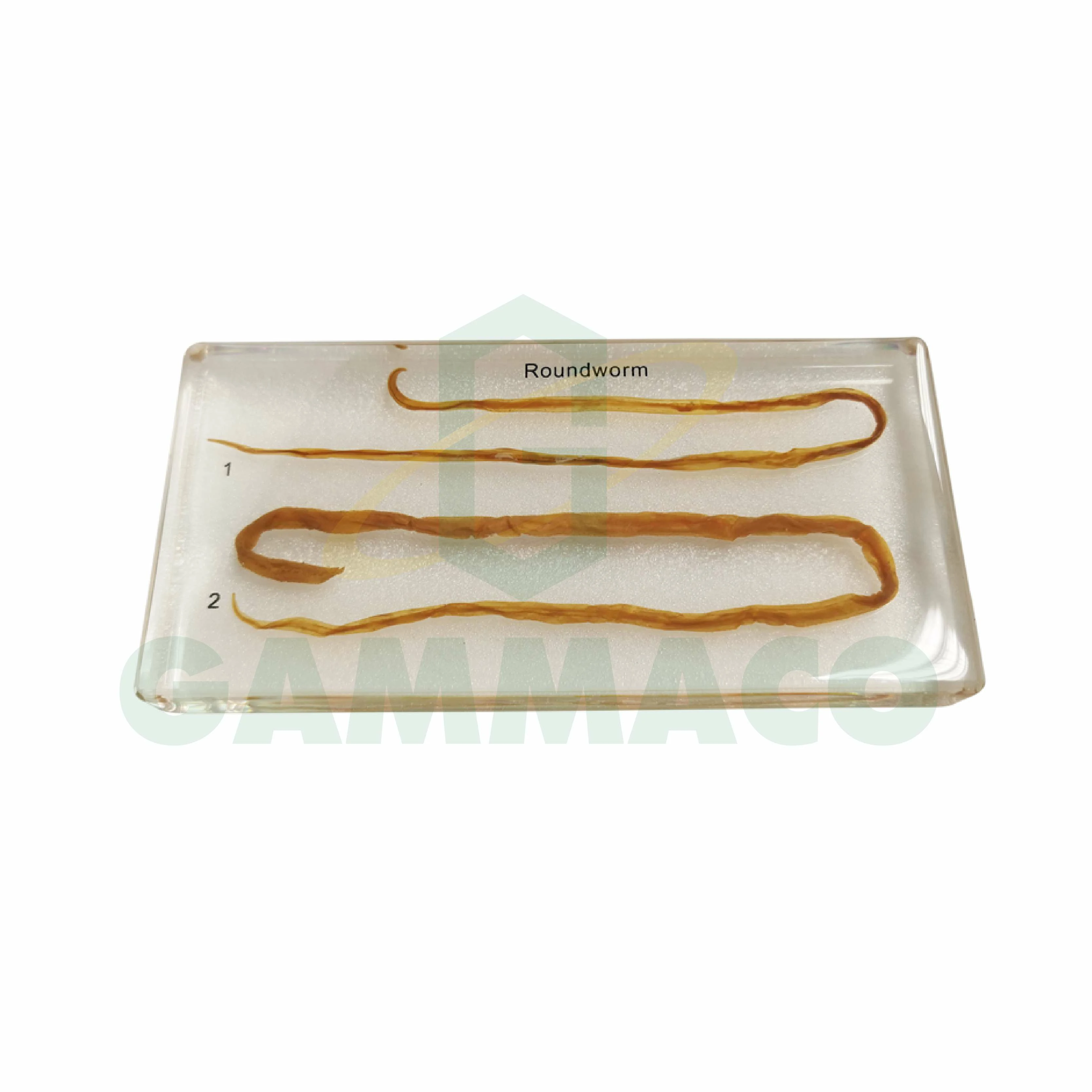 Specimen of Pig Round Worm 