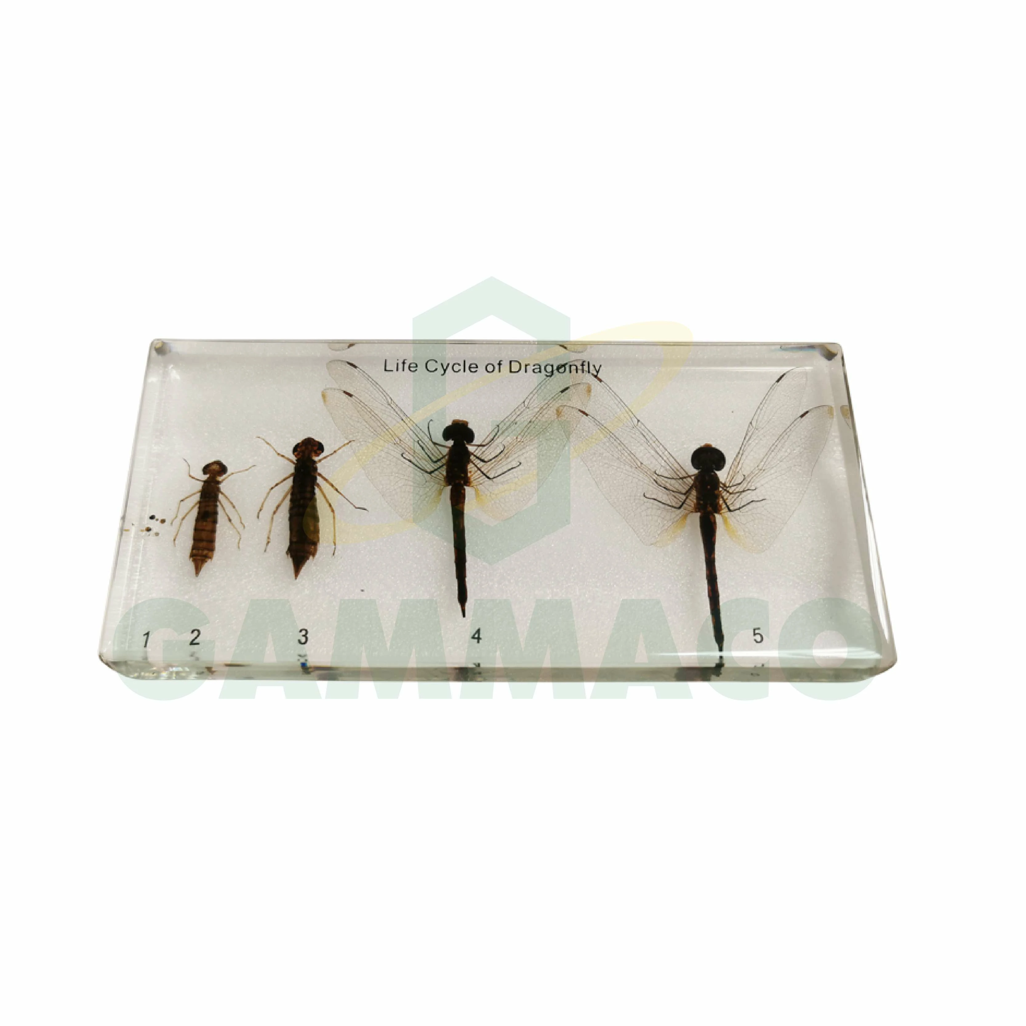 Life Cycle of Dragonfly