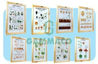 Botany-IV set of 8 size 50x70 cm. with frame