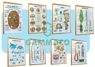 Zoology-I set of 8 size 50x70 cm. 