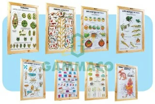 Zoology-II set of 8 size 25x35 cm. with frame