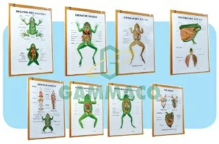 Zoology-III set of 8 size 50x70 cm. with frame
