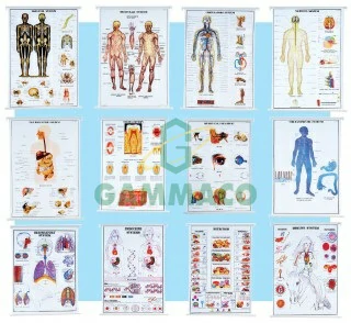 Human Physiology set of 12 size 75x100 cm.