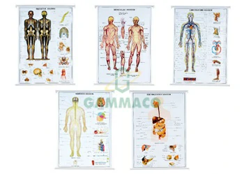Human Physiology set of 5 size 75x100 cm.