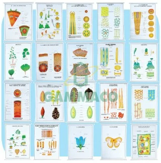 Botany set of 20