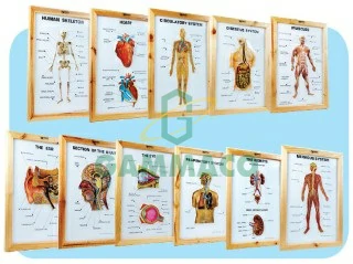 แผ่นชาร์ตแบบนูนแสดงระบบต่างๆของมนุษย์  ขนาด 25x35 เซนติเมตร พร้อมกรอบ