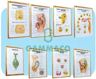 แผ่นชาร์ตแบบนูนแสดงระบบสืบพันธุ์ของมนุษย์  ขนาด 50x70เซนติเมตร พร้อมกรอบ