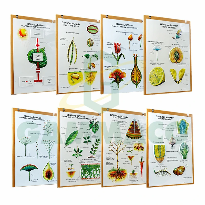 แผ่นชาร์ตแบบนูนแสดงส่วนต่างๆที่สำคัญของพืช ขนาด 25x35 เซนติเมตร (พร้อมกรอบ)