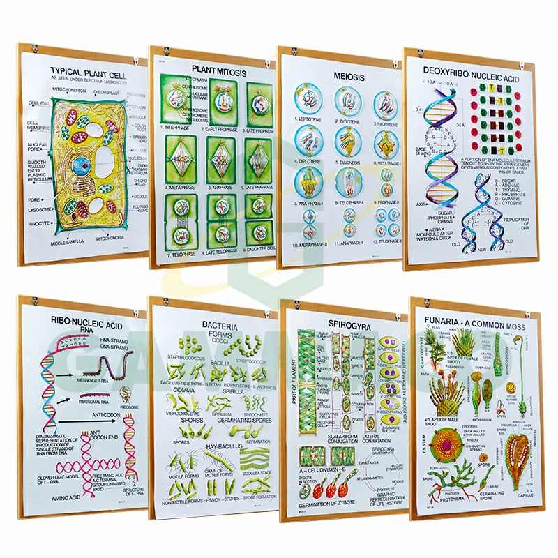 Botany-II set of 8 size 50x70 cm. with frame