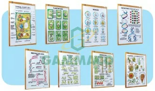 Botany-II set of 8 size 25x35 cm. 