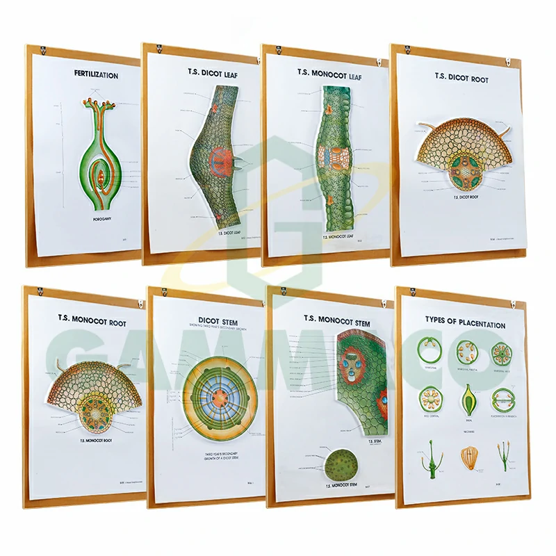 Botany-III set of 8 size 50x70 cm. with frame