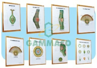 Botany-III set of 8 size 50x70 cm. 