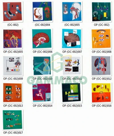 The Human body II 17 foils