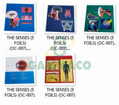 The senses 5 foils