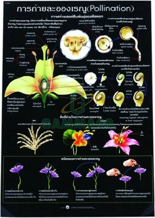 การถ่ายละอองเรณู