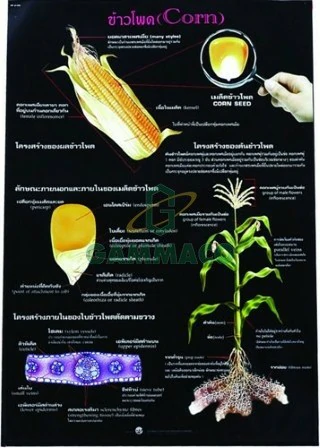 ข้าวโพด