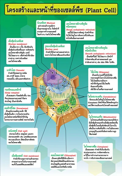 โครงสร้างและหน้าที่ของเซลล์พืช
