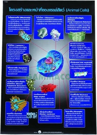 โครงสร้างและหน้าที่ของเซลล์สัตว์