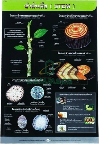 ลำต้นพืช