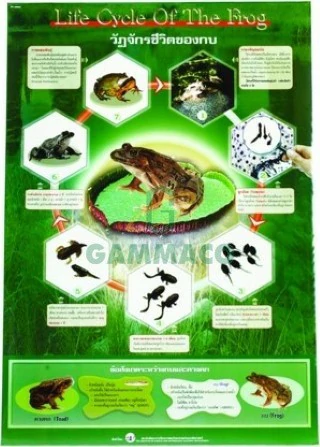วัฏจักรชีวิตกบ