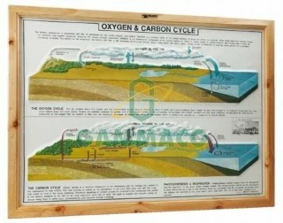 แผนภาพนูนต่ำแสดงวัฎจักรของก๊าซออกซิเจนและคาร์บอนไดออกไซด์