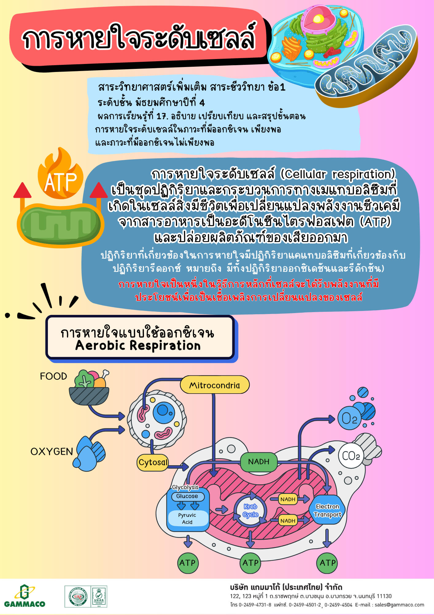 การหายใจระดับเซลล์ (Cellular respiration)