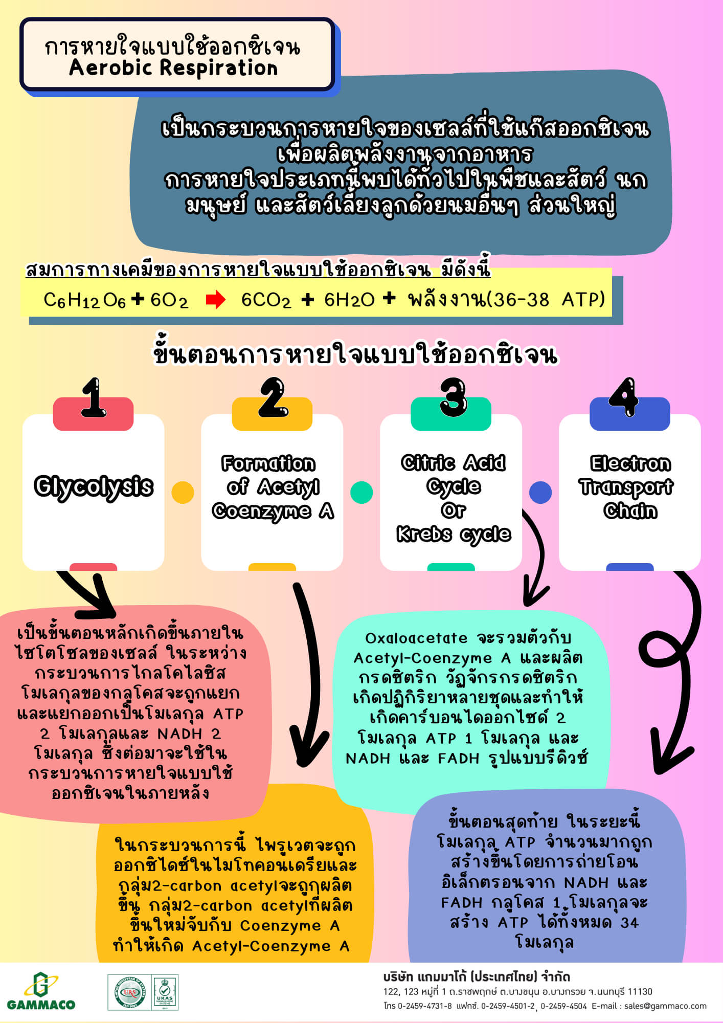 การหายใจระดับเซลล์ (Cellular respiration)