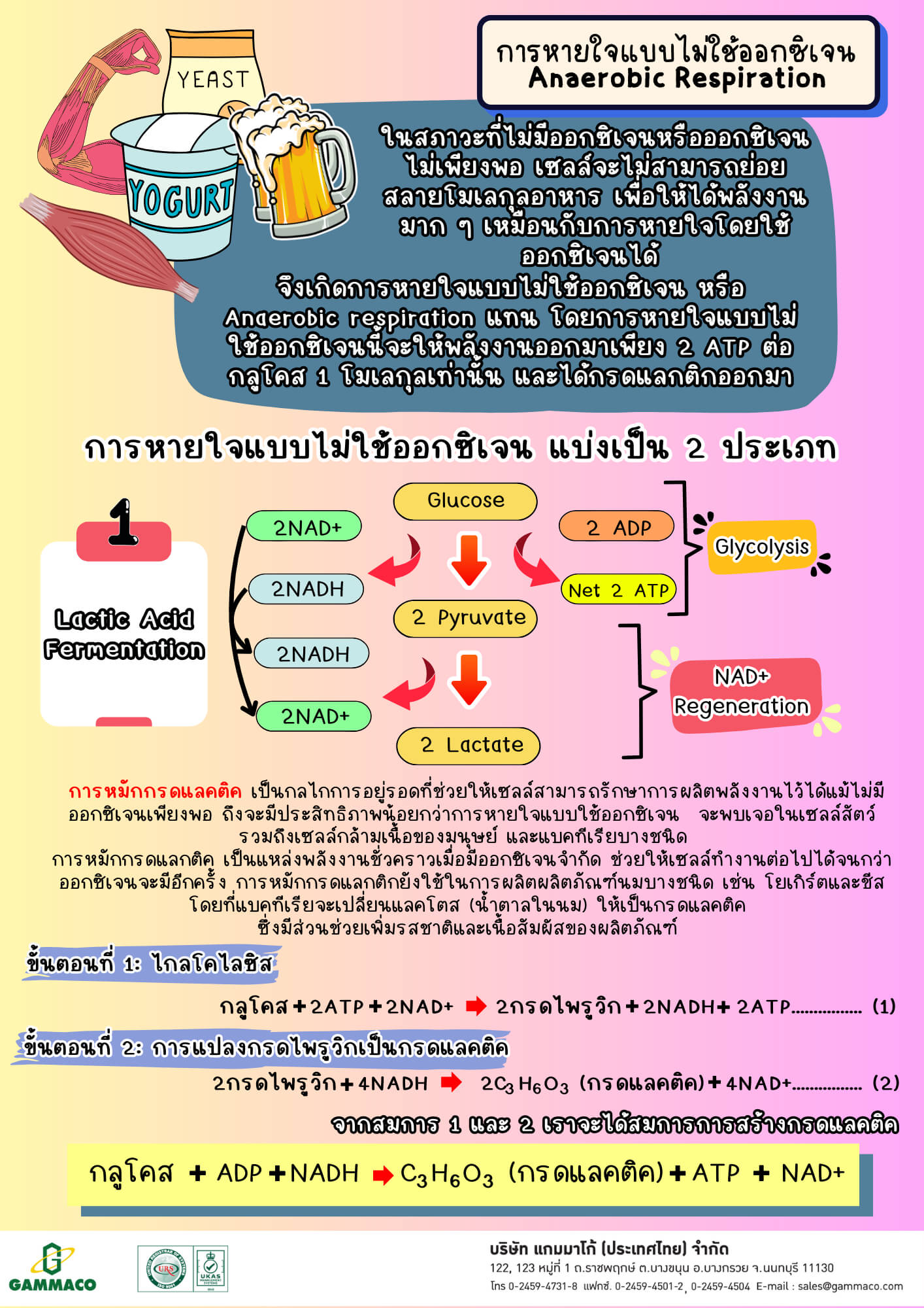 การหายใจระดับเซลล์ (Cellular respiration)